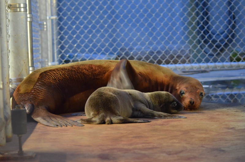 Image: Smithsonian’s National Zoo